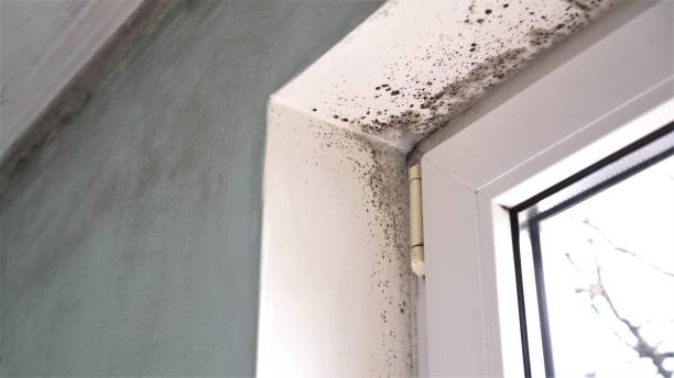 Best Toxic Mold Removal  in Myrtle Creek, OR