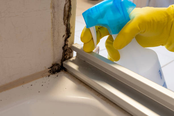 Best Mold Removal and Inspection  in Myrtle Creek, OR