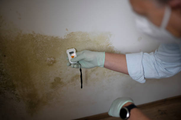 Best Fast Mold Removal  in Myrtle Creek, OR