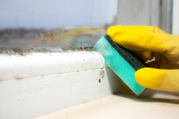 Best Office Mold Removal Services  in Myrtle Creek, OR