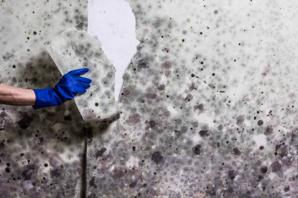 Best Mold Damage Repair  in Myrtle Creek, OR