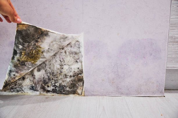 Best Black Mold Removal  in Myrtle Creek, OR
